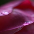 Rose - Detail - 6