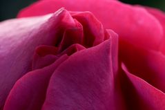 Rose (Detail einer Blüte) (2)