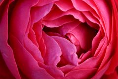 Rose (Detail einer Blüte) (3) 