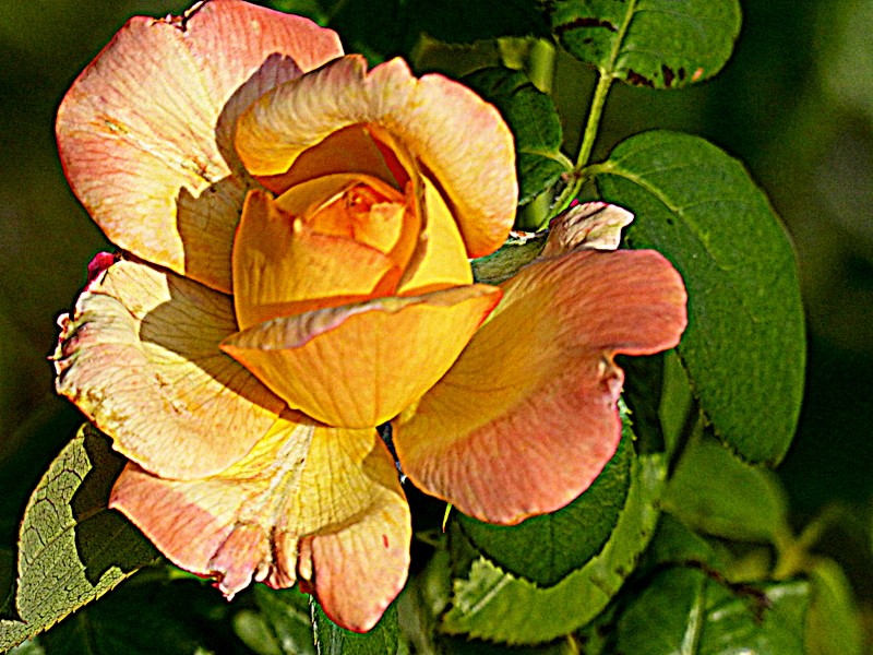 rose d'été