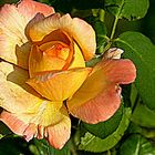 rose d'été