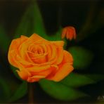 Rose "Dianna" - Airbrush