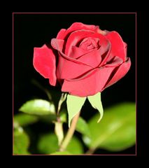 ... Rose die 3. ...