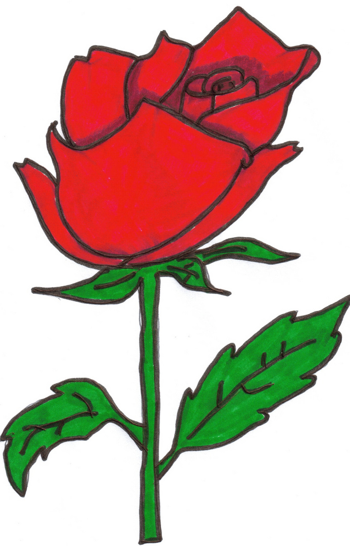 Rose die Blume der Liebe