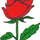 Rose die Blume der Liebe