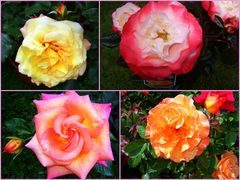 "ROSE": die Königin der Blumen.!