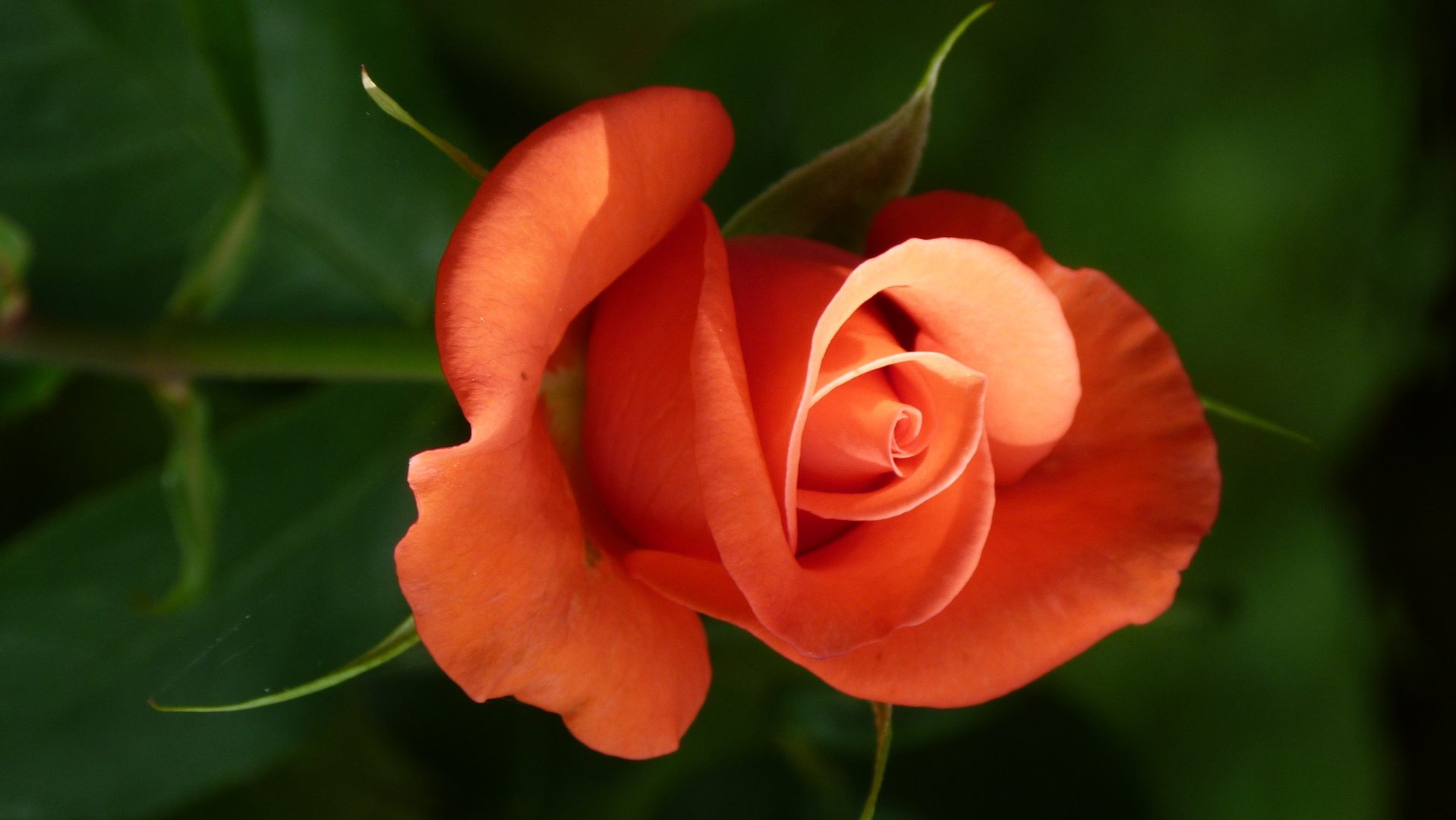 Rose, die schönsten Blumen für mich
