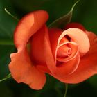Rose, die schönsten Blumen für mich