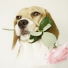 Rose dog (2)