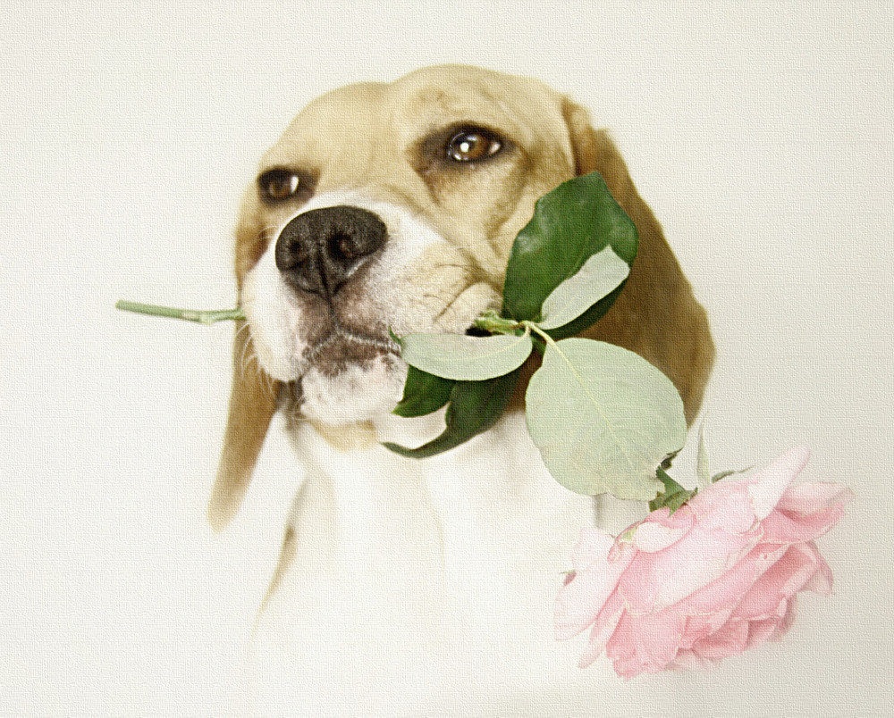Rose dog (2)