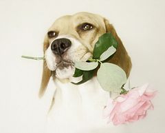 Rose dog (2)