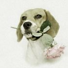 Rose dog