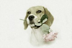 Rose dog