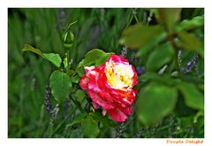 Rose -Douple Delight-