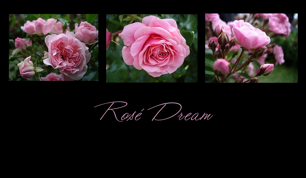 Rosé Dream