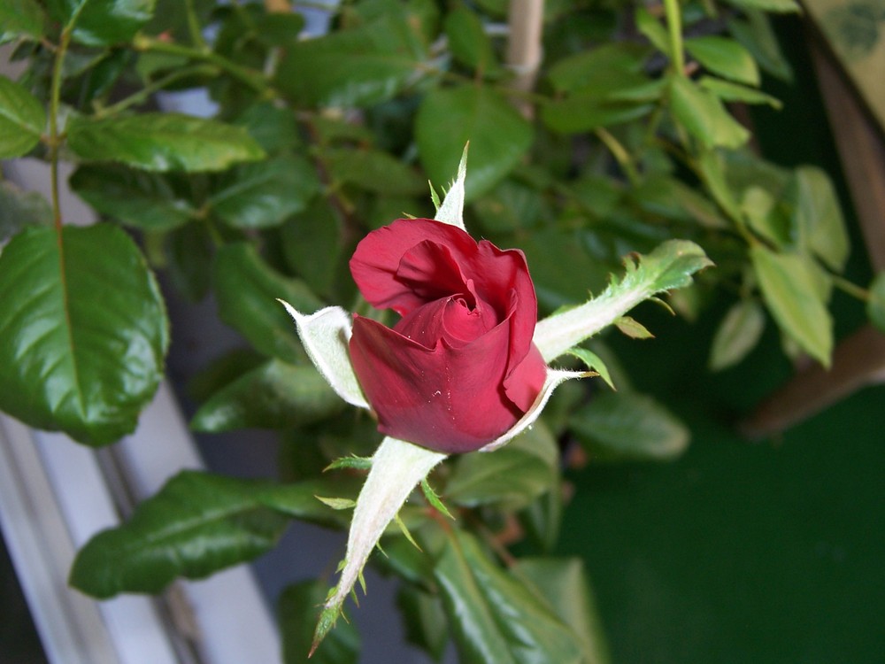 rose du balcon