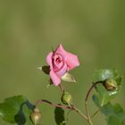 Rose du jardin