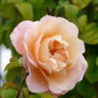 ROSE DU JARDIN