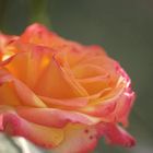 Rose du jardin 2
