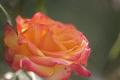 Rose du jardin 2