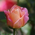 Rose du jardin