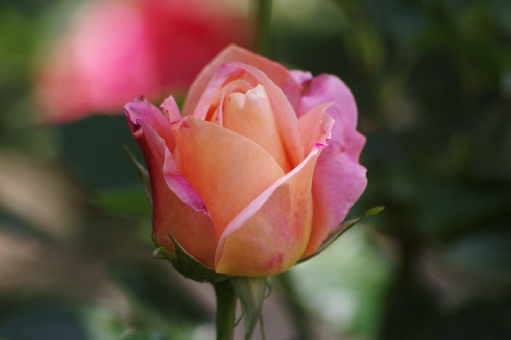 Rose du jardin