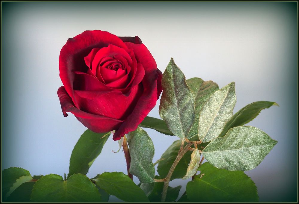 Rose du jardin…