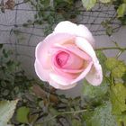 rose du jardin