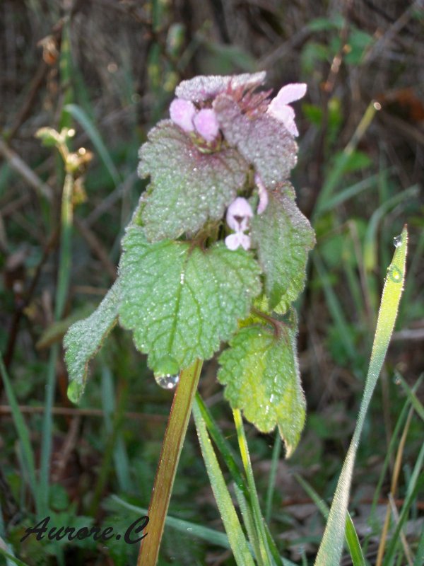 Rosé du matin