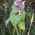 Rosé du matin