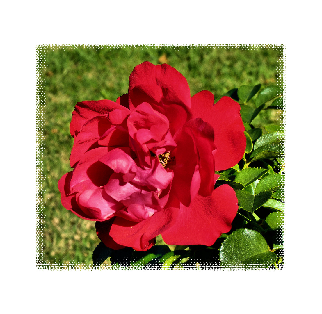 Rose du sud