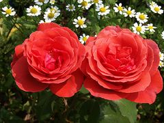 Rose "Duftwolke"