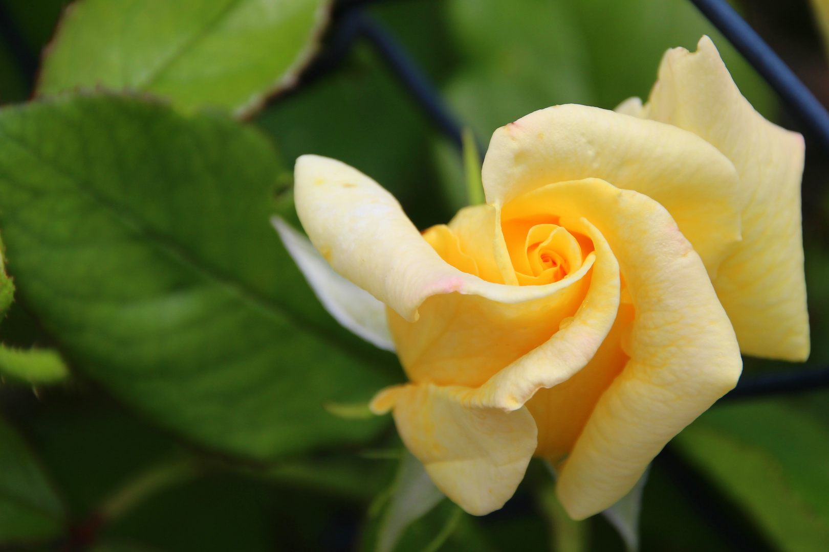 Rose durch den Gartenzaun