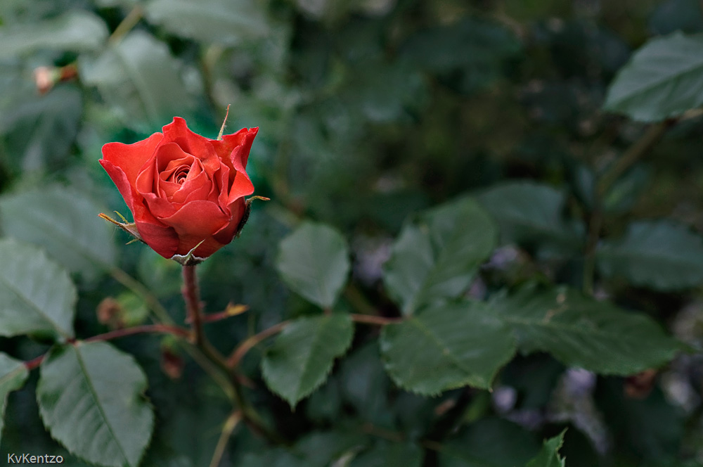 Rose durchgezeichnet