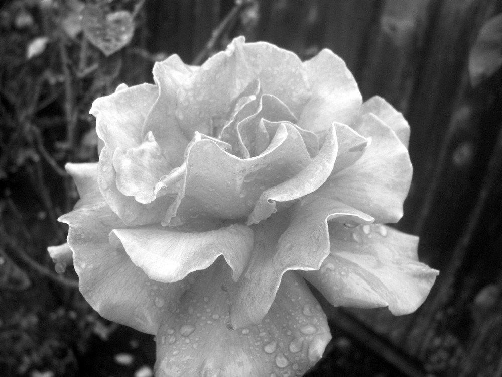 Rose during the rain