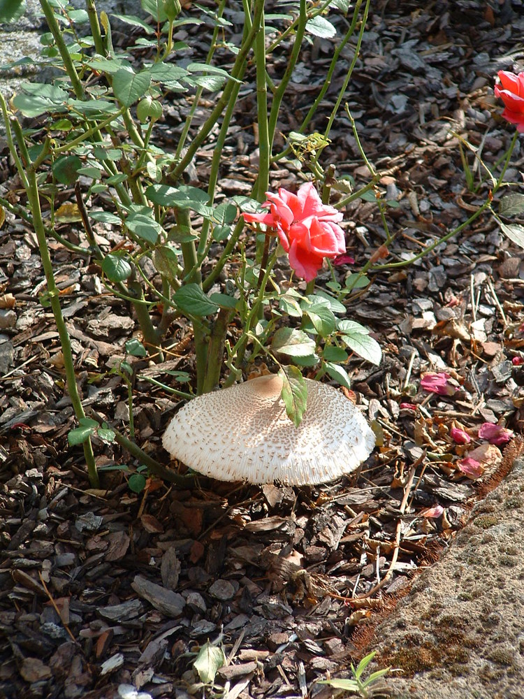 Rose e Funghi