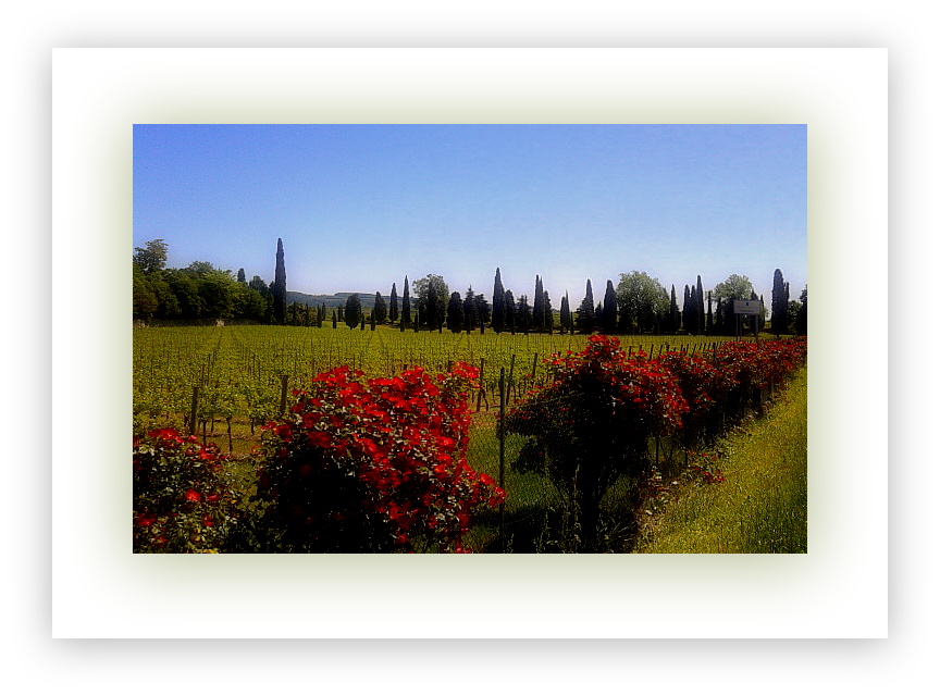 Rose e vigne...in Valpolicella