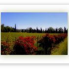 Rose e vigne...in Valpolicella