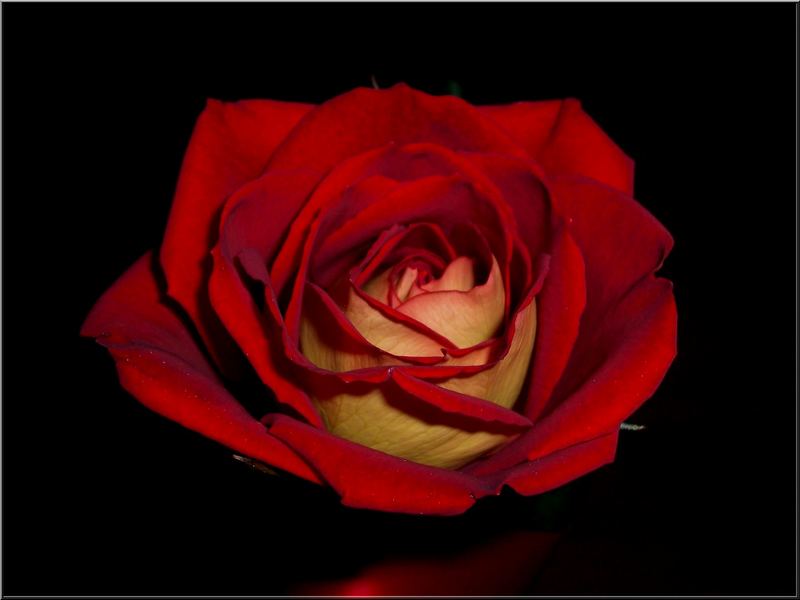 Rose...