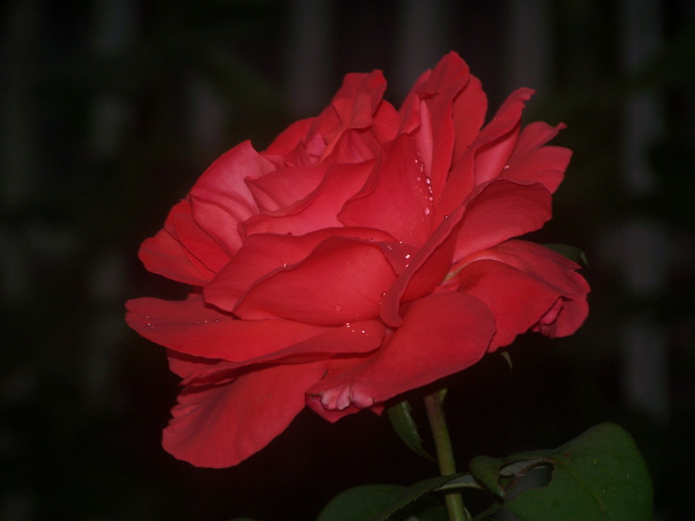 rose