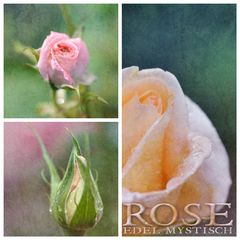 Rose Edel mystisch