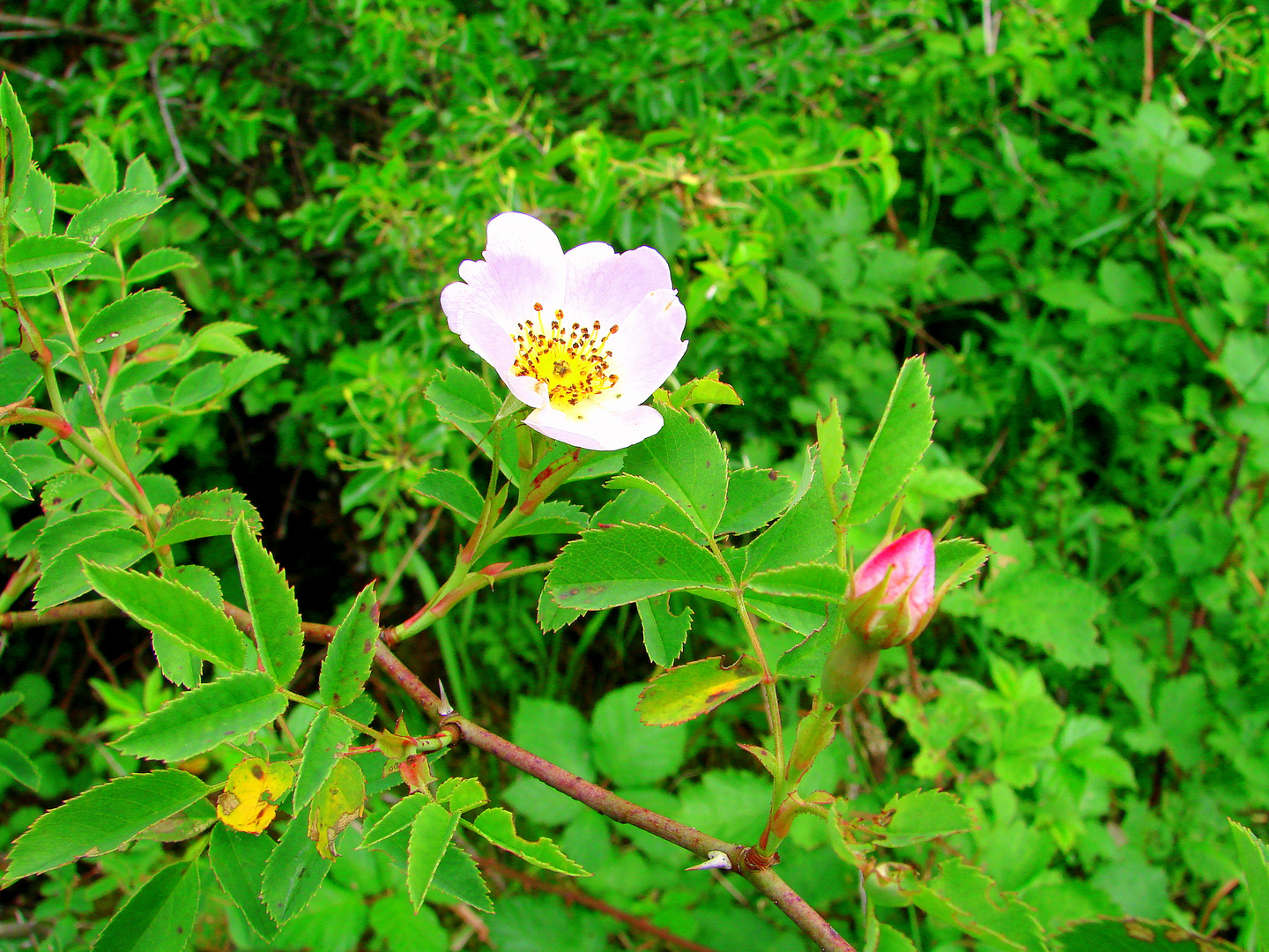 Rose Eglantine