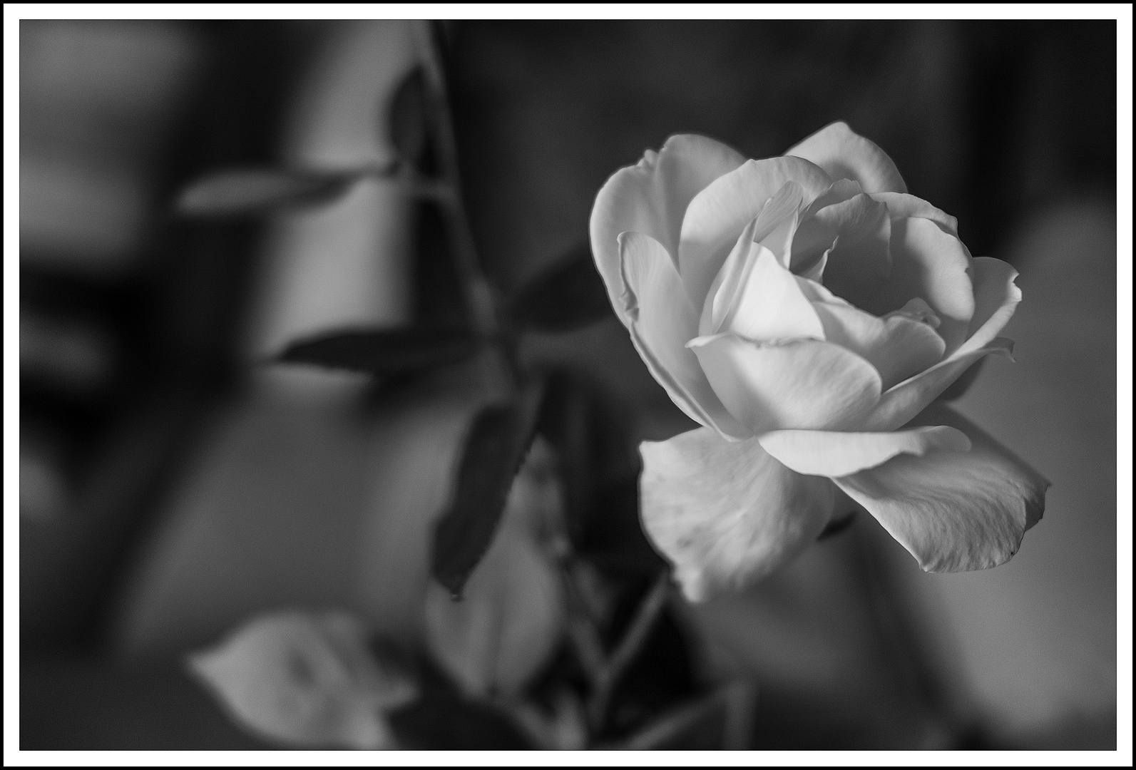 Rose - einmal anders