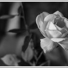 Rose - einmal anders