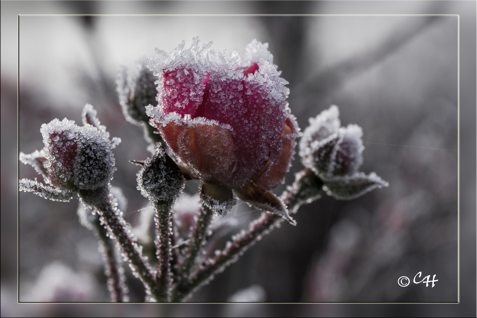 Rose, Eis gekühlt