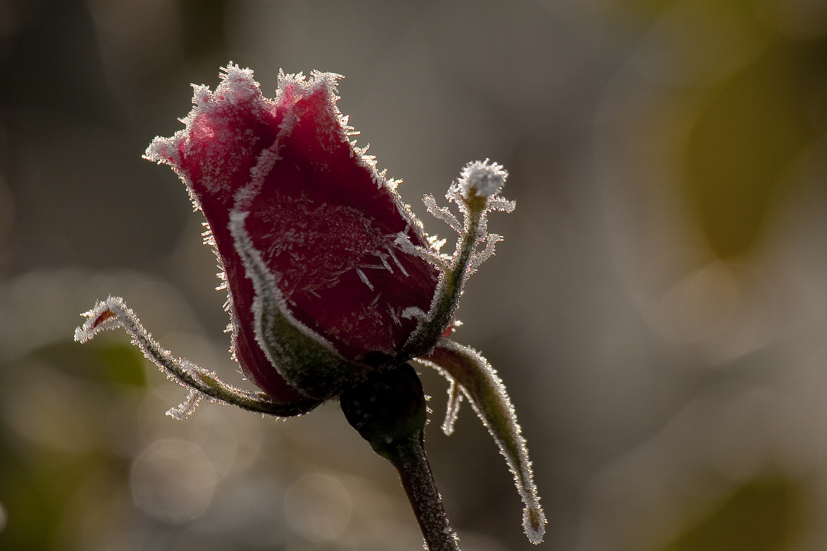 Rose en hiver