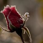 Rose en hiver