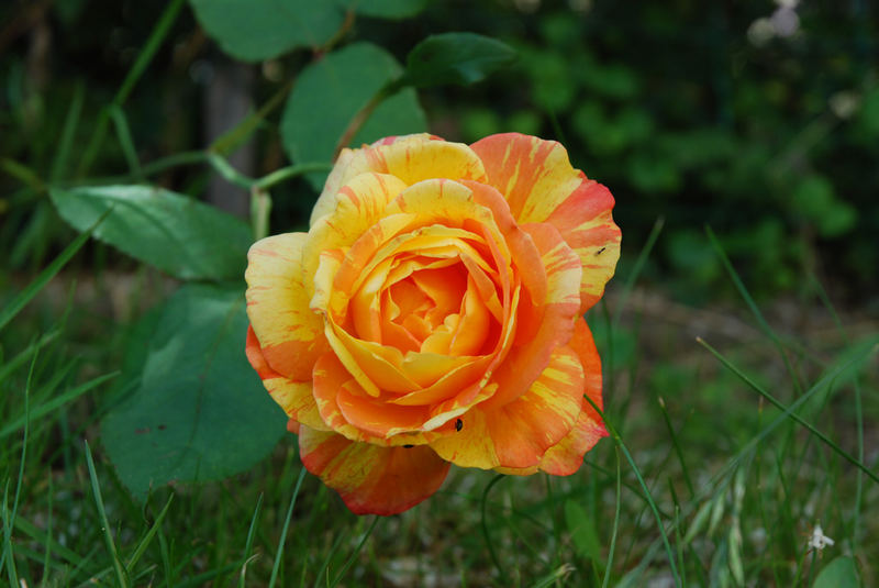 ROSE EN MON JARDIN