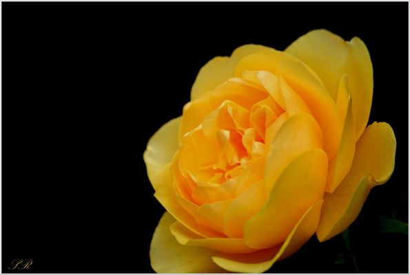 Rose ( Encore ) . . .