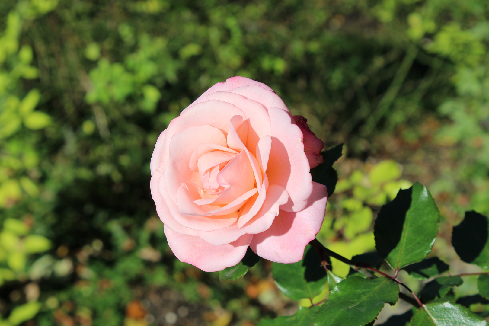 Rose Ende Oktober